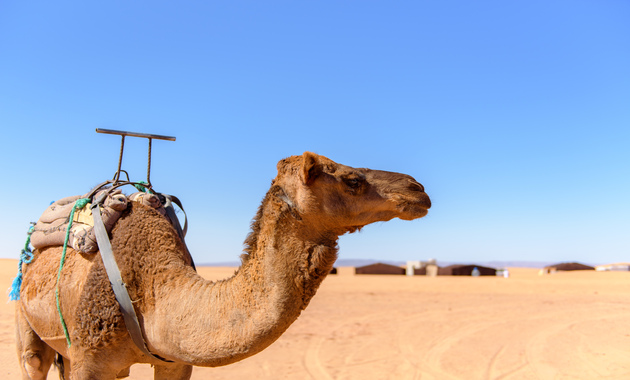 a brown camel is standing in dubai's desert