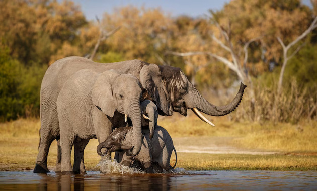 african elephants in wildlife park dubai