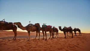 6 camels are standing in desert and are ready for camel race in dubai