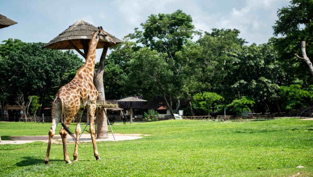 giraffe in wild life park dubai