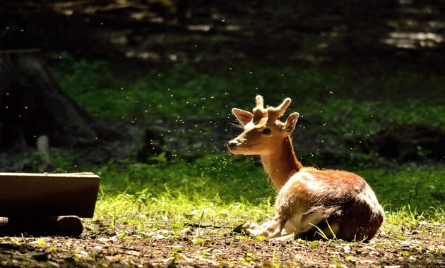 a deer sitting in grass field