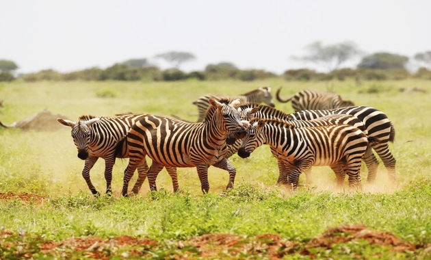 group of zebras grazing in wild life park dubai