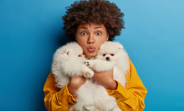 a girl is holding 2 white puppies