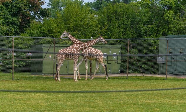 two giraffes standing i park 