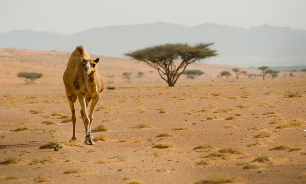 a brown camel roaming around in the desert oof dubai