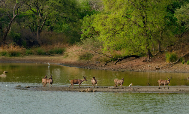 wild deer in the middle of a lake surrounded by greenery