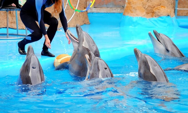 trainer enjoying with dolphins in dolphin bay dubai