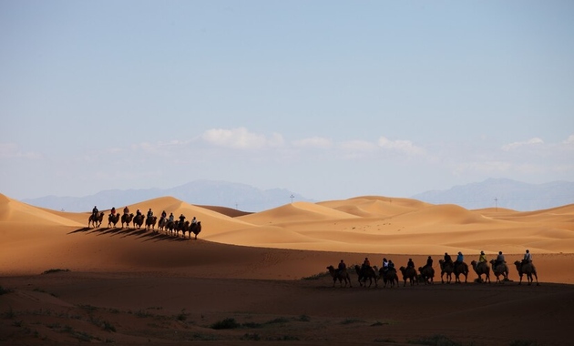 camels walking in desert in dubai