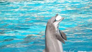 a dolphin with a white ball in dolphin bay