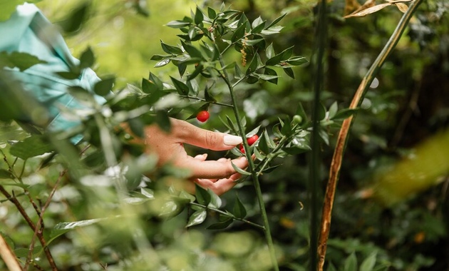 how to use neem oil on plant a visual image of it